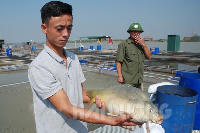 Người đi đầu nuôi cá chép không vảy