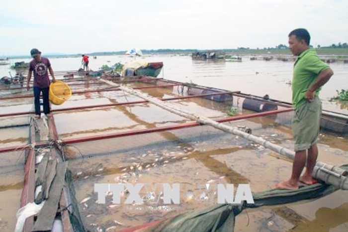 Cá giống chết ở làng bè La Ngà là hiện tượng bình thường