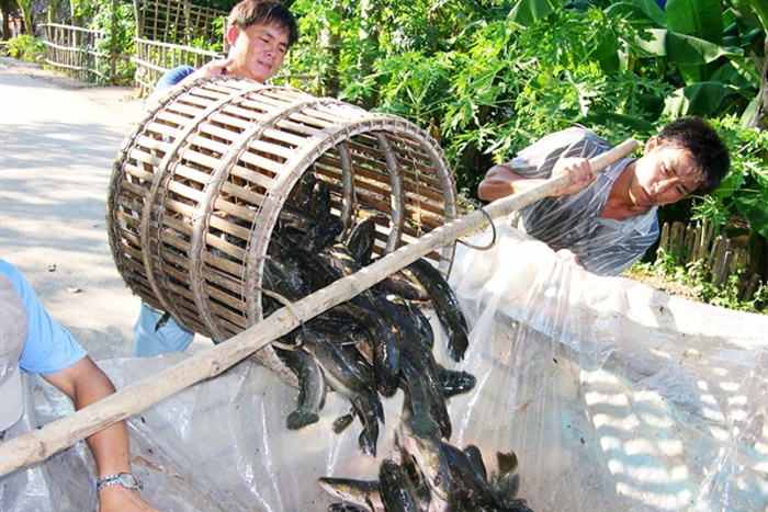 ĐBSCL: Cận tết các loài thủy sản nước ngọt tăng giá mạnh