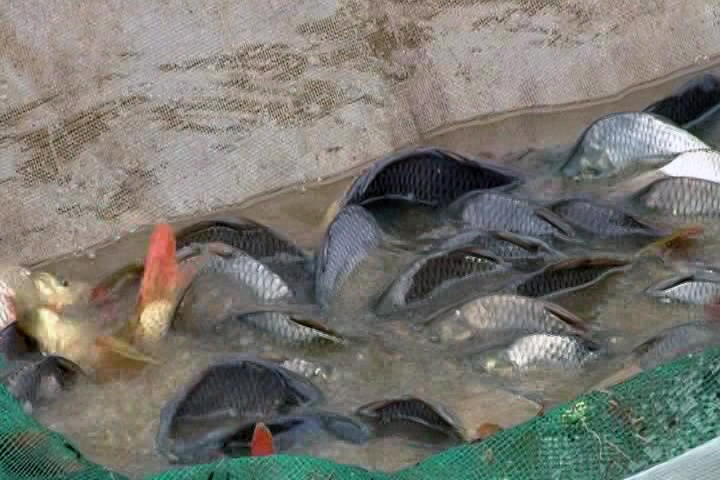 Lệ Thủy thu lãi 30 triệu đồng/ha từ mô hình cá vụ 3