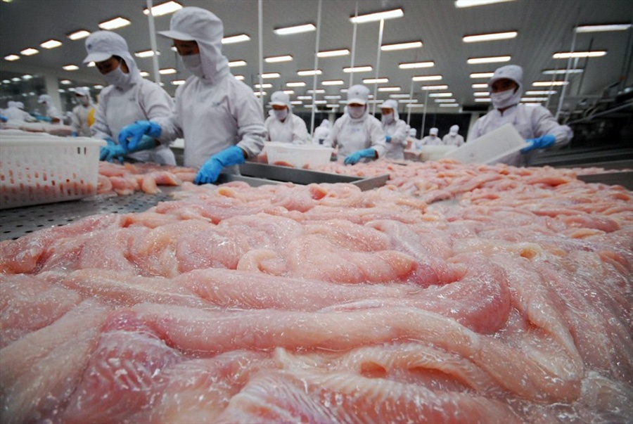 Cá tra bị đe dọa!