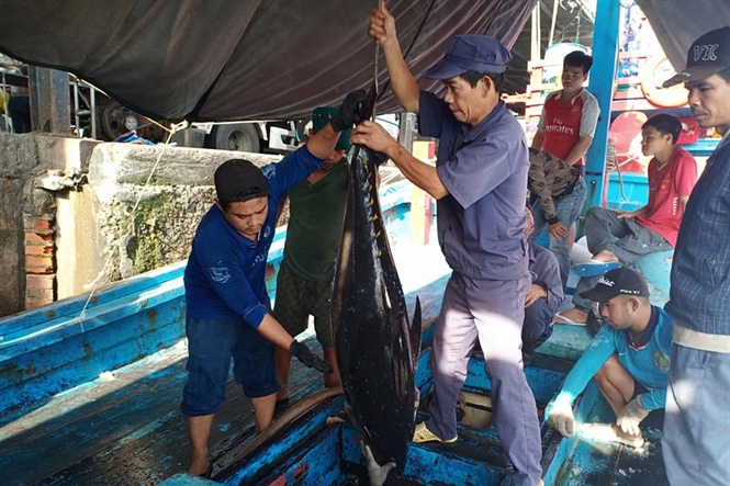 chuyến biển cuối năm, nhiều tàu cá lãi hàng trăm triệu đồng