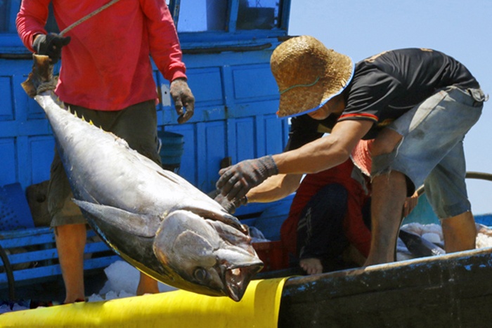 Vụ cá Bắc 2018-2019: Mục tiêu đạt sản lượng 1.589 tấn