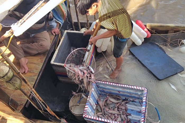 Giá cá khoai liên tục tăng mạnh, ngư dân phấn khởi