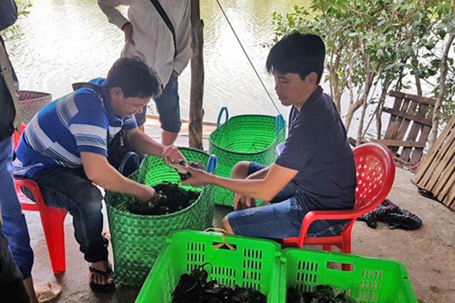 Giá cua biển tăng mạnh trong dịp tết dương lịch