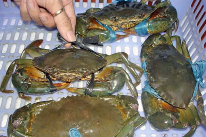 Nông dân Trà Vinh phấn khởi vì giá cua tăng