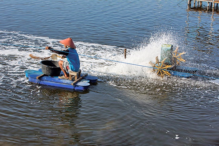 Cùng nhìn lại một năm thăng trầm của người nuôi tôm cá