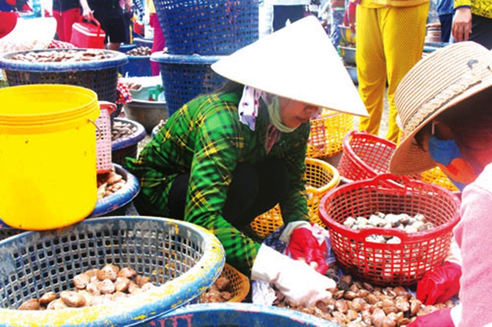 Tuy Phong: Khai thác hải sản bền vững nhờ liên kết chuỗi