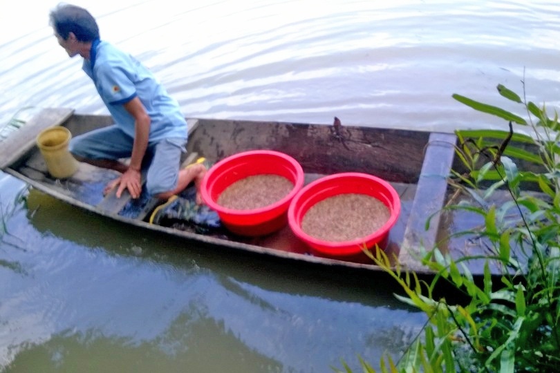 Thành công từ mô hình rươi - lúa