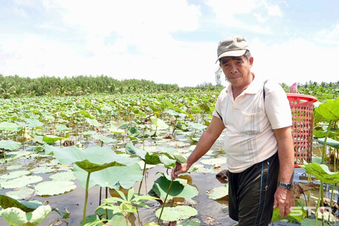 Khai thác hiệu quả tiềm năng vùng trũng