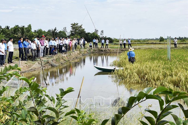 Quy tắc "5 không - 5 có" trong mô hình tôm lúa