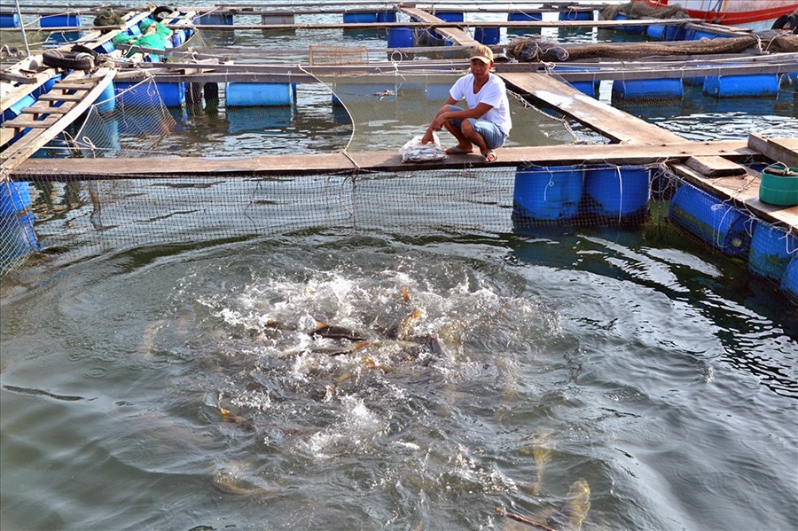 Nghề nuôi "cá bạc tỷ" ở Sơn Hải