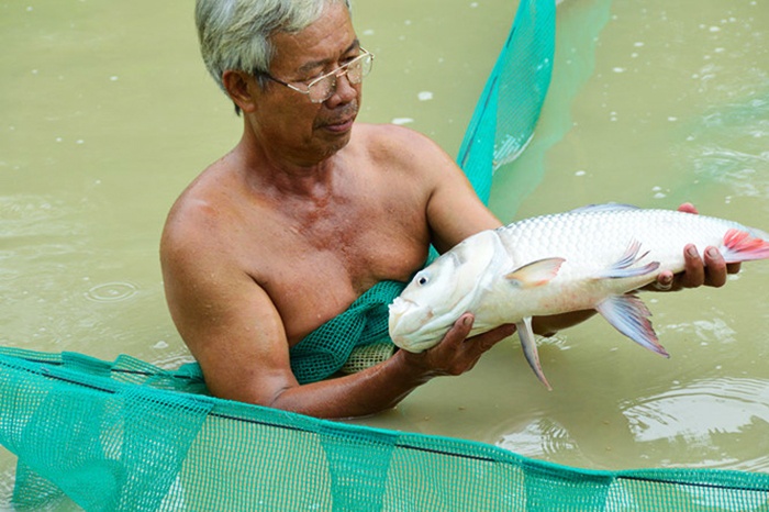 Nhân giống cá bống tượng kết hợp nuôi cá hô