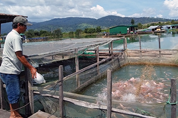 Nuôi cá điêu hồng hiệu quả ở lòng hồ thuỷ điện Sê San