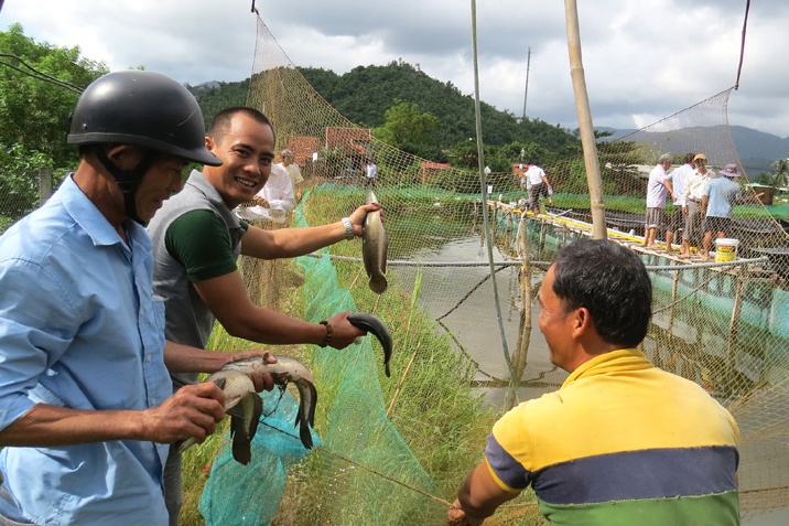 Thành công mô hình nuôi cá lóc ở Đông Hòa - Phú Yên