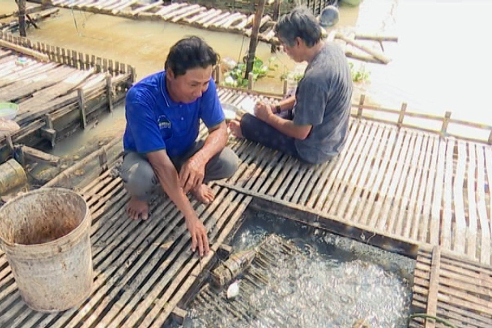 Đồng Tháp: Nuôi cá lóc bông trong bè hiệu quả