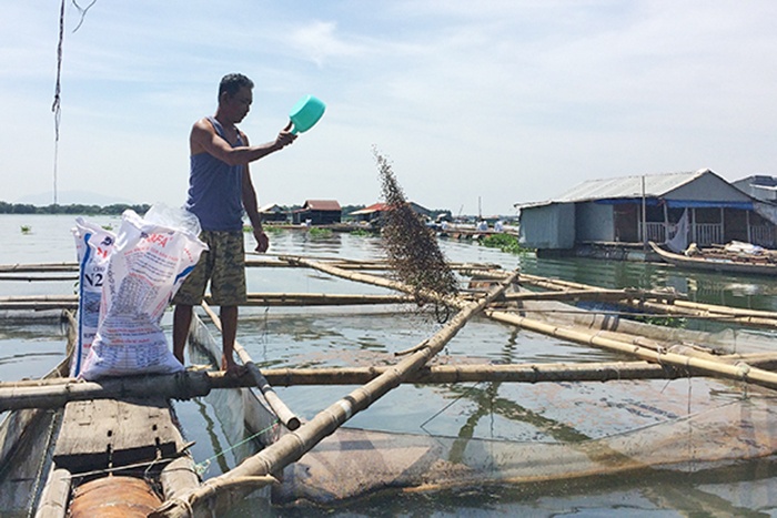 Thấp thỏm mùa cá tết