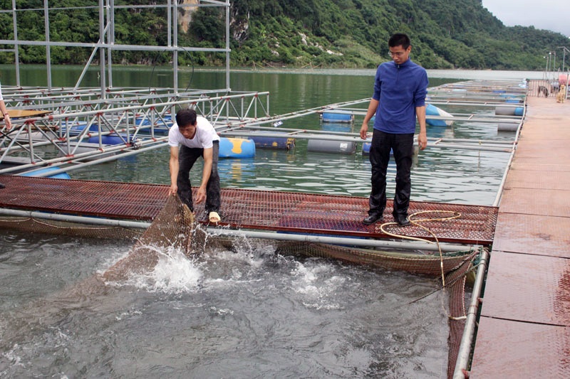 Nuôi cá lồng vùng hồ sông Đà cần phát triển liên kết chuỗi