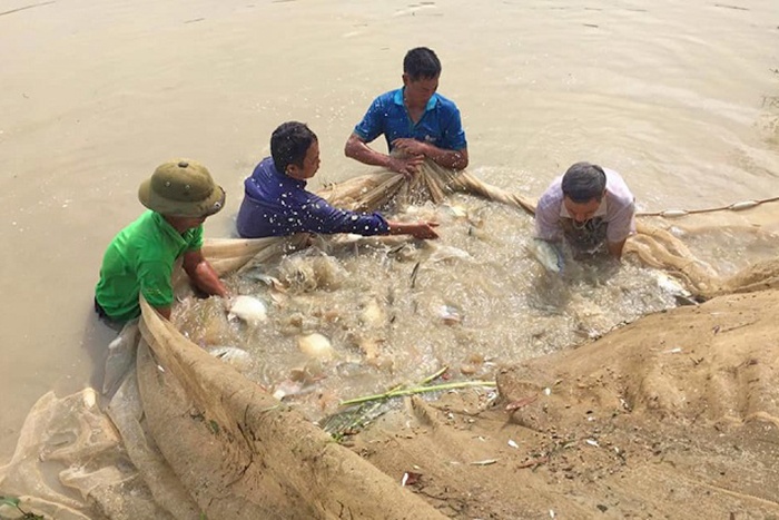 Nuôi cá rô phi theo chuỗi liên kết: Hướng làm giàu mới