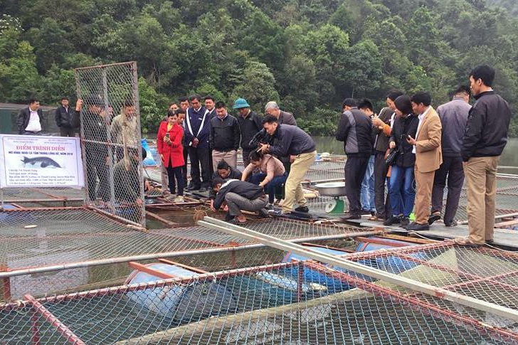 Chuyển giao thành công mô hình nuôi cá tầm trong lồng bè