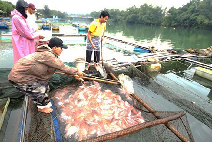 Nông dân thiệt hại nặng do nuôi cá trái vụ