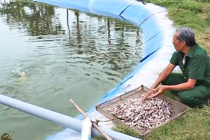 Nuôi cá vược thích ứng biến đổi khí hậu cho thu nhập cao