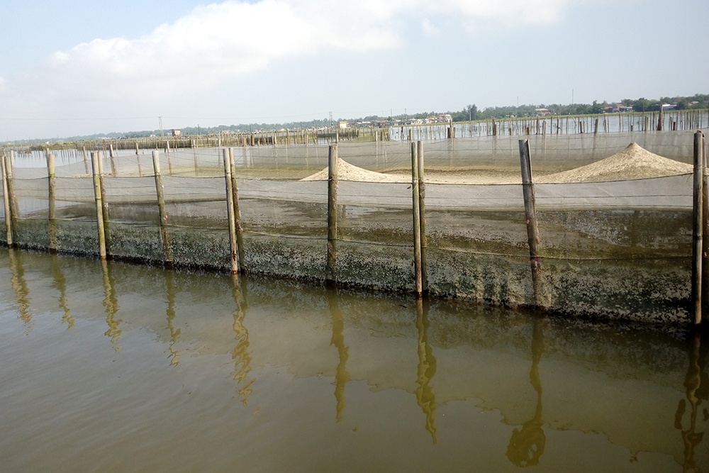 Lưu ý khi nuôi ghép cá trắm với cá rô phi trong lồng ở vùng đầm phá