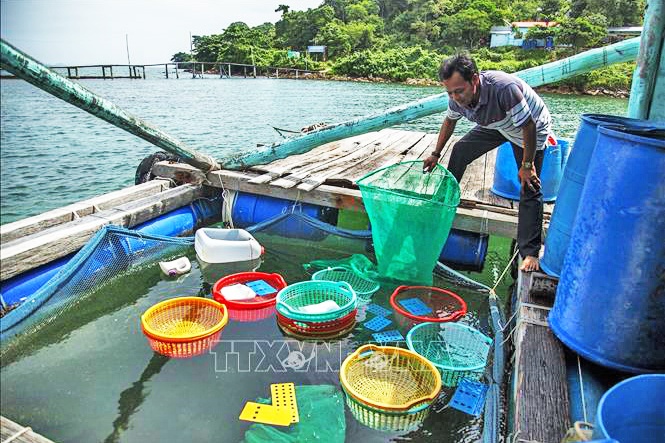 Tiên Hải chú trọng phát triển mô hình nuôi ốc hương