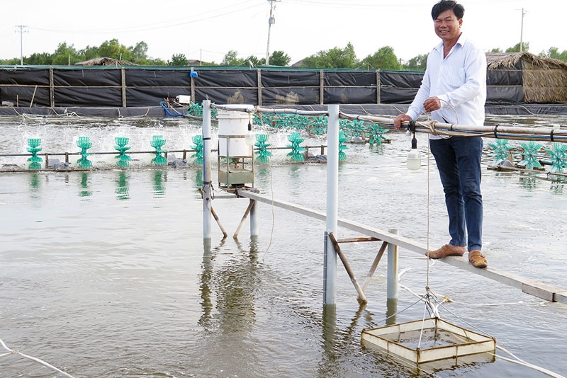 Bình Đại nuôi tôm hai giai đoạn cho hiệu quả cao