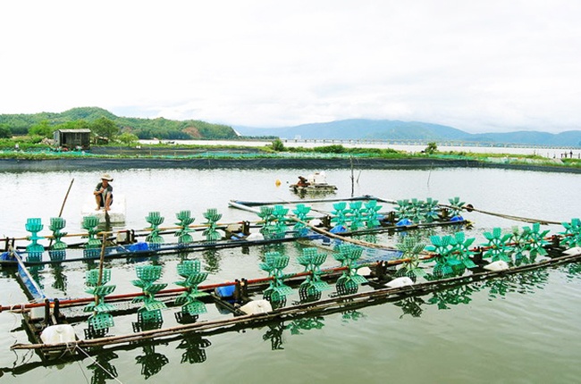 Bình Định: Người nuôi thủy sản chủ động thu hoạch để tránh lũ