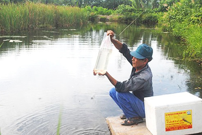 Cà Mau: Nhộn nhịp tôm đầu vụ