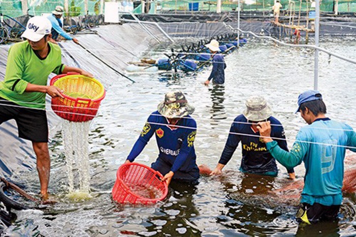 Ứng dụng công nghệ sinh học vào sản xuất tôm Cà Mau