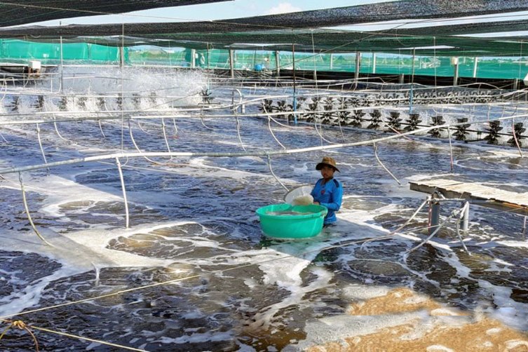 Vĩnh Lợi: Đưa nông dân đi học nuôi tôm công nghệ cao