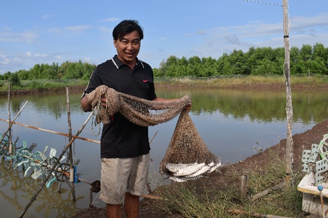 Cá măng sữa trong vuông tôm: Lợi ích kép