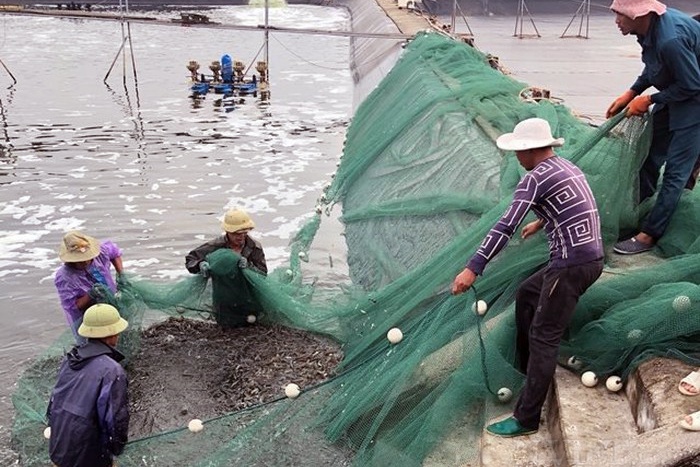 Nuôi tôm khép kín: "bí quyết" bất bại của những tỷ phú tôm