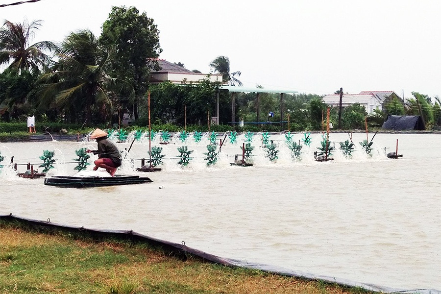 Bạc Liêu: Nuôi tôm nước lợ phải đáp ứng quy định bảo vệ môi trường