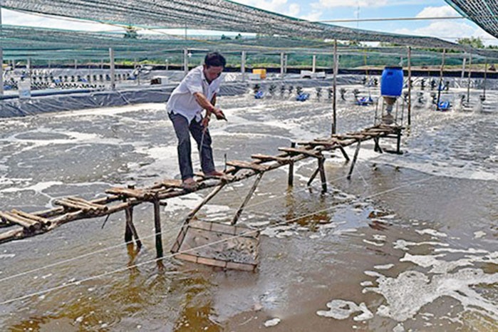 Nuôi tôm siêu thâm canh vẫn còn thiếu tính bền vững