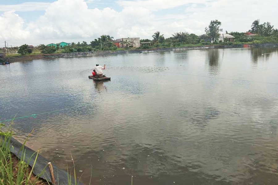 Long An nuôi tôm nghịch vụ đón tết