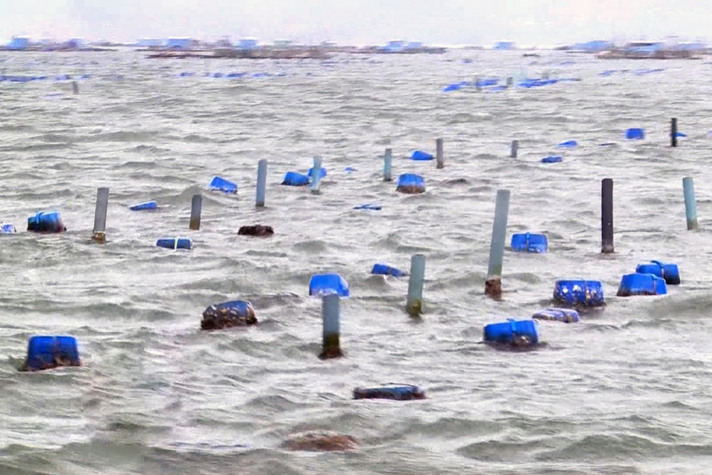 Nuôi tôm vùng biển hở: Giải pháp giảm tải cho đầm vịnh