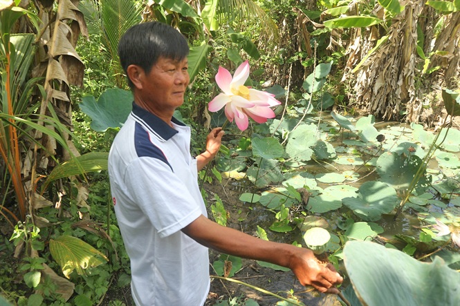 Lúa - sen - cá, giúp người cựu chiến binh làm giàu