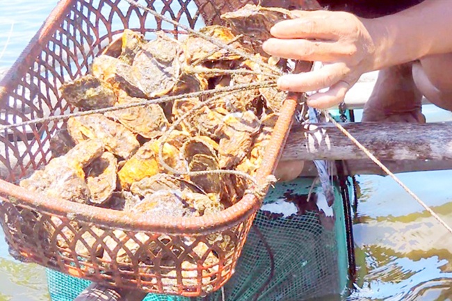 Hiệu quả nuôi hàu, cá mú ven đầm Nại