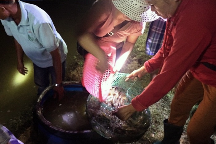 Thừa Thiên Huế: Gia cố bờ bao hàng chục ha tôm trong mưa lũ