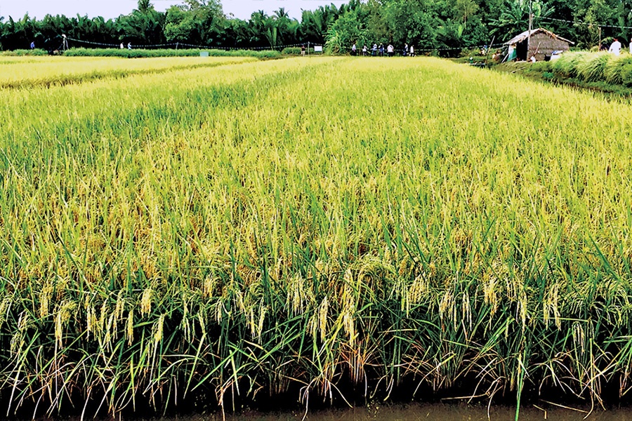 Hỗ trợ nông dân thực hiện mô hình tôm càng xanh - lúa ở ĐBSCL