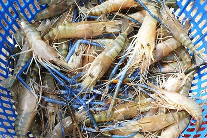 Tôm càng xanh – Lúa lợi nhuận cao gấp 2-3 lần trồng lúa