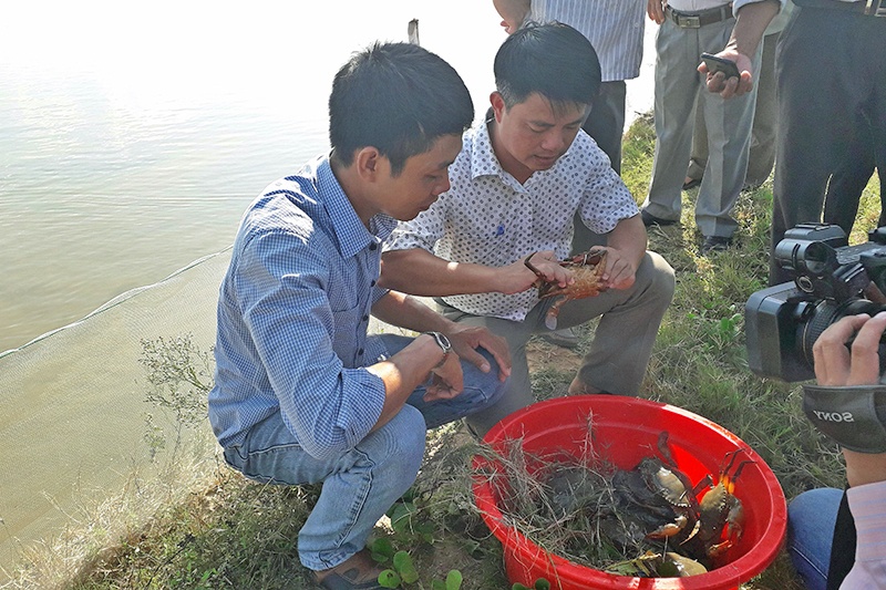 Tôm thẻ - cua - cá đối mục: Hướng đi mới cho vùng nuôi tôm thường xuyên dịch bệnh