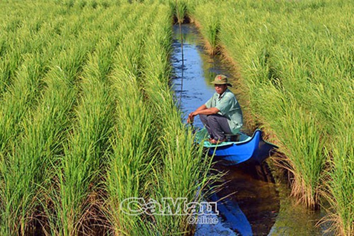Đưa cây lúa trở lại trên đất nuôi tôm