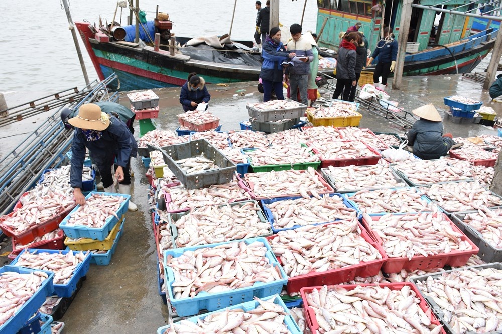 Ngư dân Nghệ An trúng đậm cá lượng trong giá rét