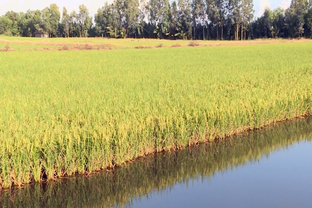 Nông dân Thới Bình trúng vụ lúa trên đất nuôi tôm