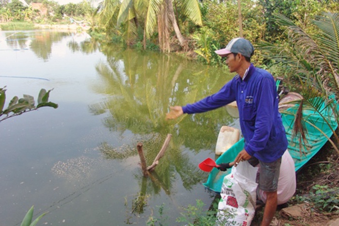 Ương cá giống thua hóa chất, bày vi sinh