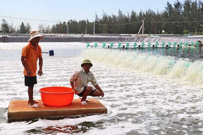 Khó nhân rộng mô hình nuôi tôm VietGAP
